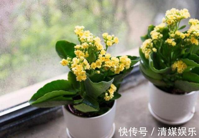 养长寿花,叶子开始发红,不精神,这2个“小动作”要注意!