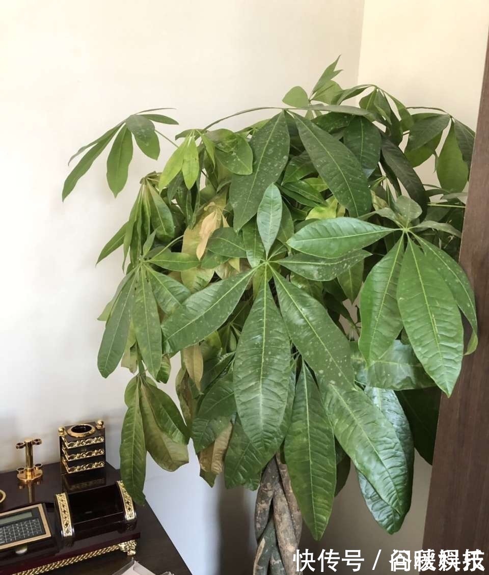 盆栽|家里摆上10种花,越来越兴旺、发达,个个都是“吉祥”花