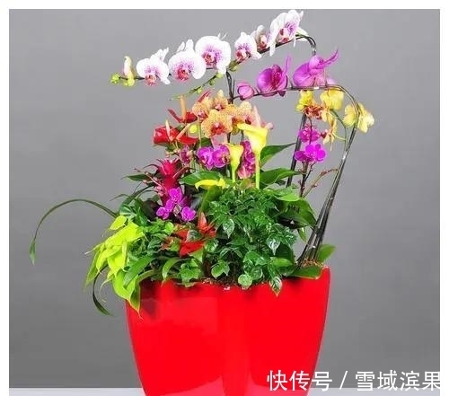 桃花|两周后，爱意无限，桃花重开，破镜重圆，爱已断绝，彼此靠得更近