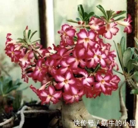 解决办法|沙漠玫瑰一个月忘记浇水，照样能生长开花