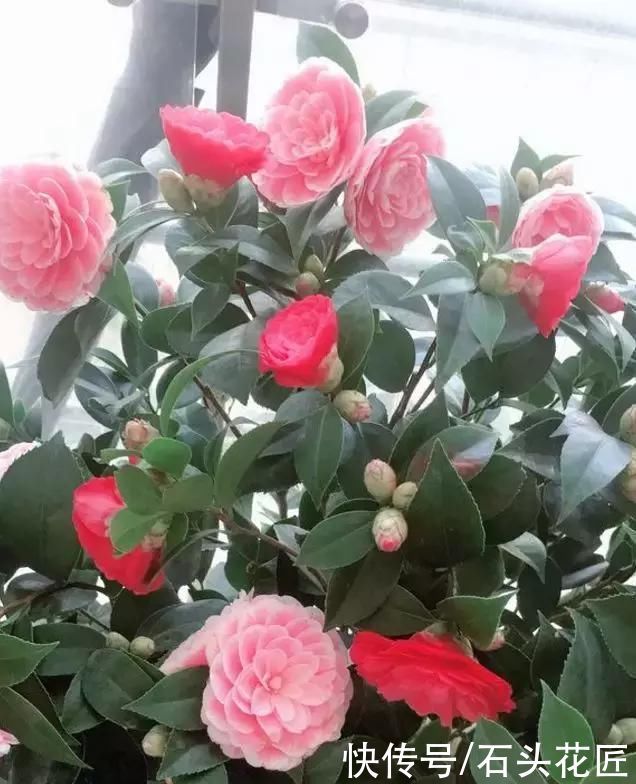 栽种|3种花,在北方很多人都“养不活”,可以说养1盆死1盆