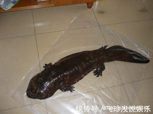 大鲵！人鱼是真实存在的吗？山海经给了我们答案，人面鱼身现存于世