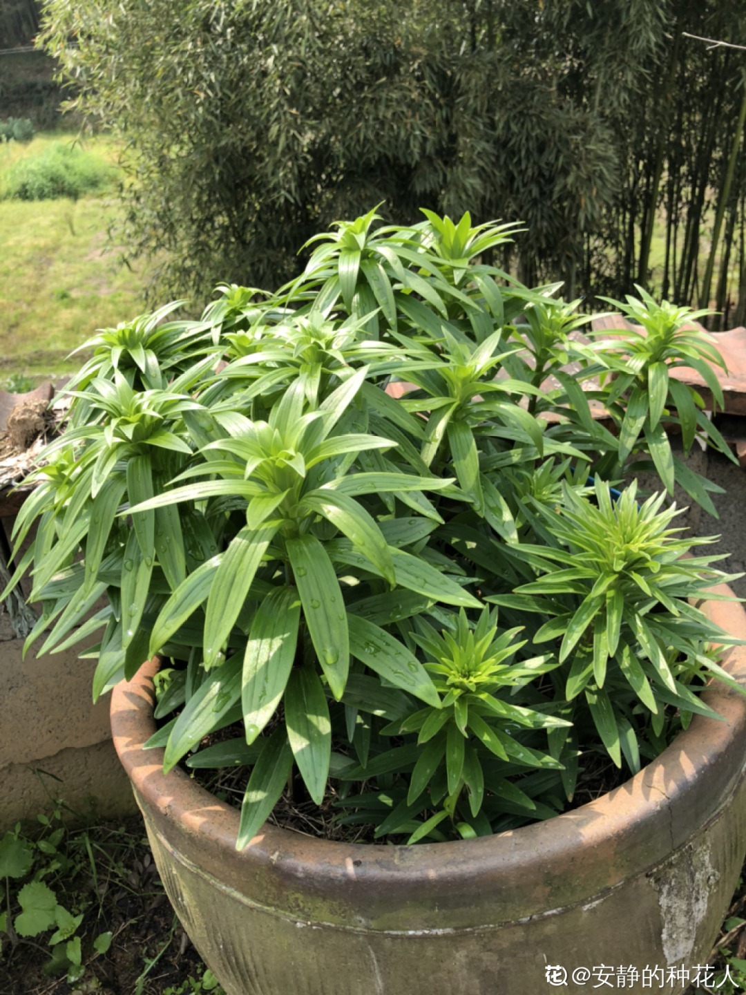 爷爷的破茶壶,全被我拿来养花,省下大笔花盆钱!