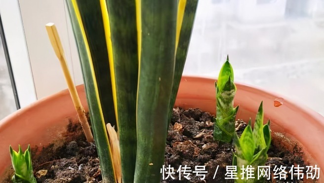 新芽|虎皮兰闹脾气不出新芽怎么办?学会这两招,不出也得出