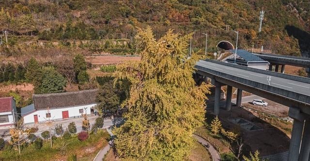 秦岭深处这棵千年银杏，不用预约，不输古观音禅寺