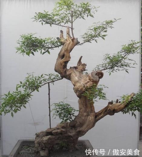 盆景|乡下一种“柴火木”,年年砍不绝,如今做成高档盆景,很受人欢迎