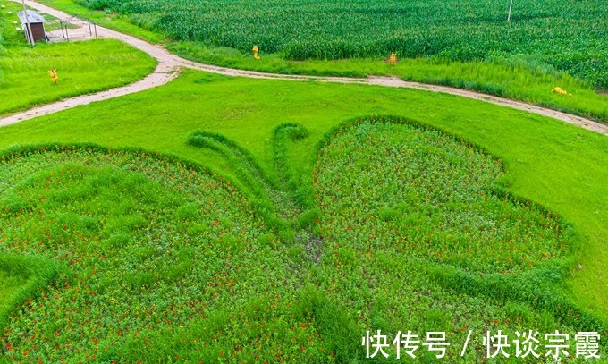 草甸|张家口沽源有一处五花草甸，盛夏金莲花开，充满了温馨浪漫