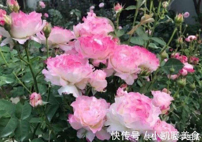 六翼天使|几种花不能在家里养,几块钱一盆,开花特别旺,漂亮还好养,值!