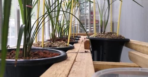 光照|养兰花,“掐准”此4点,植株更长寿、年年开花