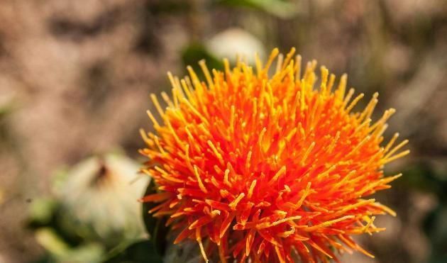 大米粥里加它们,赶走一身血栓,每天泡一杯,帮助活血化瘀清血管