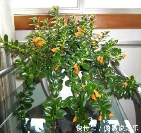 金心吊兰|吊兰、绿萝别再这么养,不然像打了激素,猛蹿个撑爆盆!