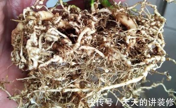 根结线虫病|养栀子花的日常,原以为是“夏日王者”,没想到却是个“娇娇女”