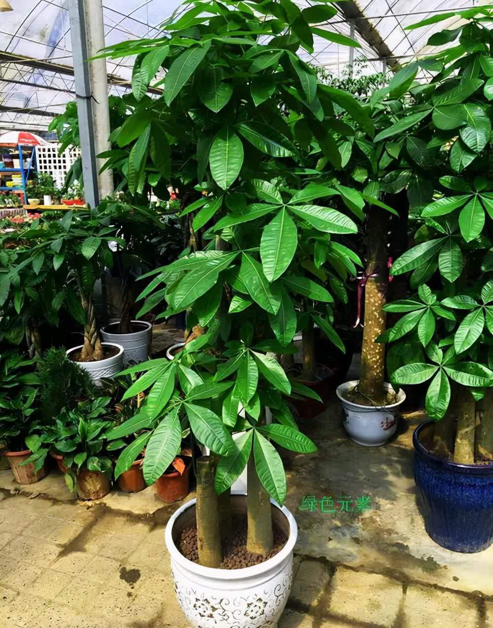 20种吉利大盆栽,客厅放一盆,吸收废气去异味,寓意好更养人