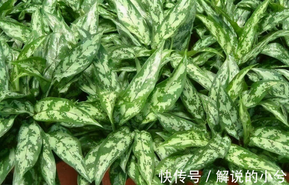 植株|此种植物名字最霸气，叫做银皇帝，不仅外观好看，功能也特强大