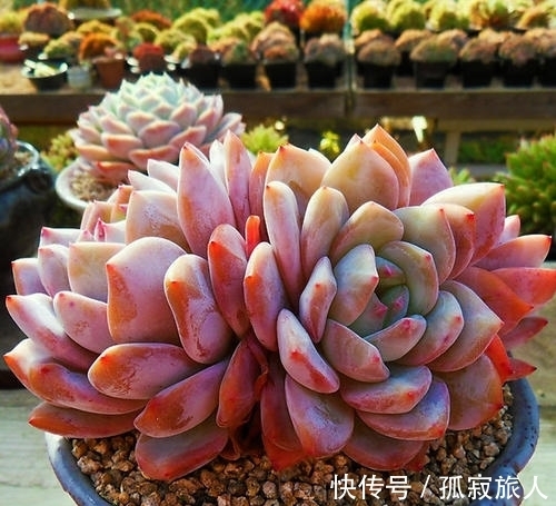 不容错过的8款粉色系多肉,颜值高好养护,仙气十足,适合新手!