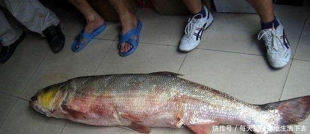 水面|大量鱼泡冒出水面,就是无鱼吃钩!稍作改变大鱼乖乖上岸