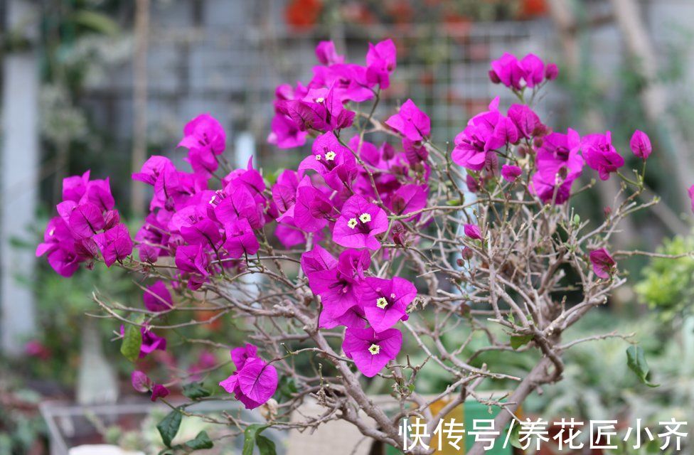 家中养着5种花，入冬赶紧剪一下，不仅容易过冬，而且来年花量大