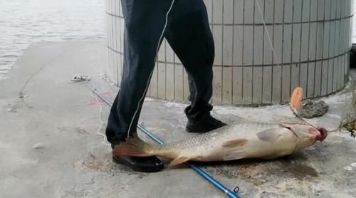 珠江|男子珠江钓起“鲤鱼王”,40斤体长超1米,应该放生吗
