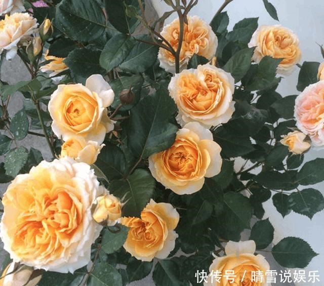 用来浇花|养花不开花,啥都不用学,就会用这些水浇花