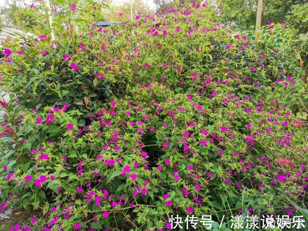 荆芥|7种花最干净,门口、窗台放一盆,蚊虫不敢靠近!