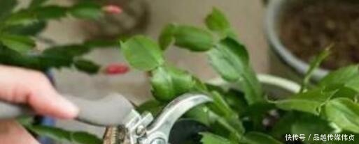 钢片|蟹爪兰用“它”养，长出“钢片”叶，又硬又绿，再也不会“软”！