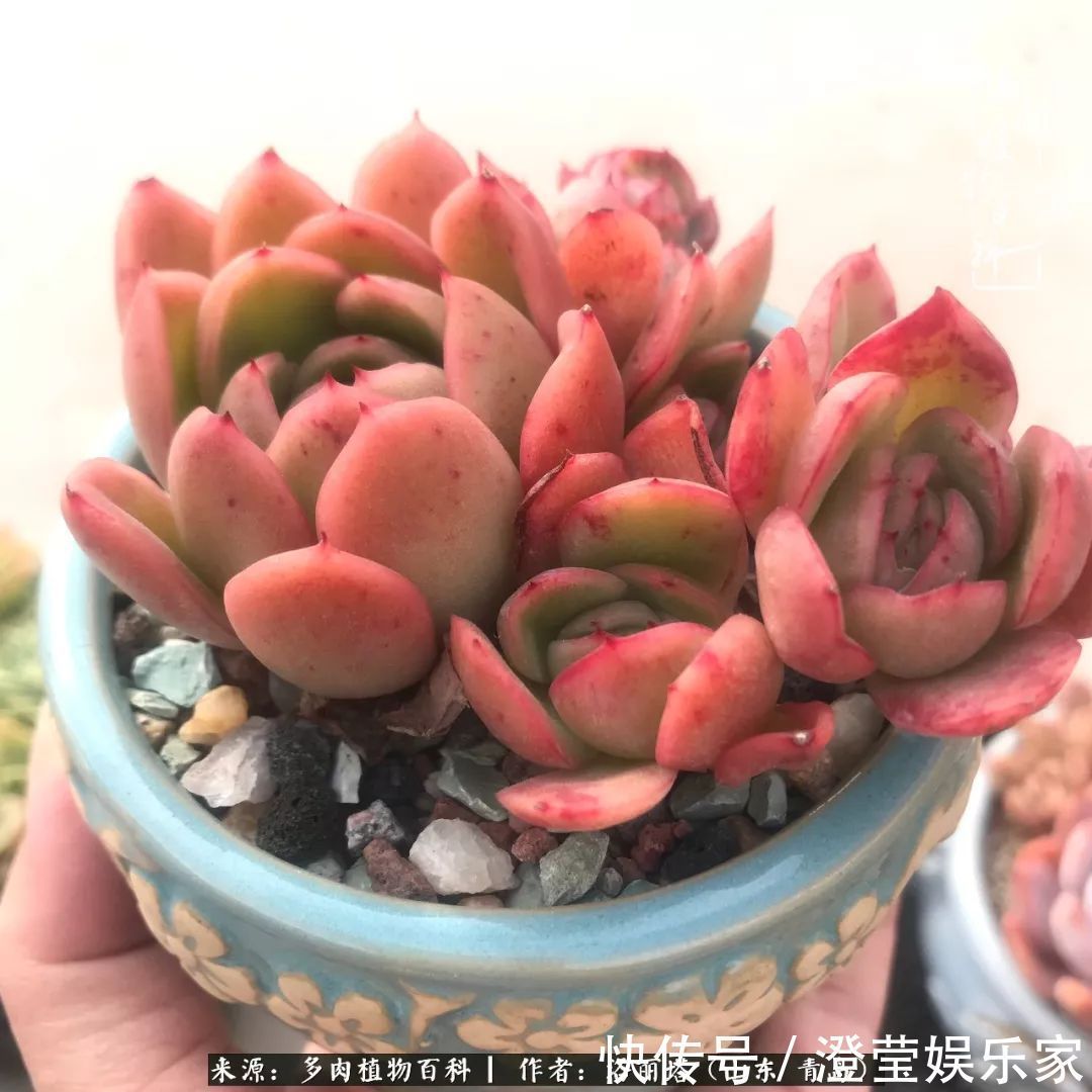 吉娃娃|我和我的“多肉恋人”,怎么样有没有惊艳到你!