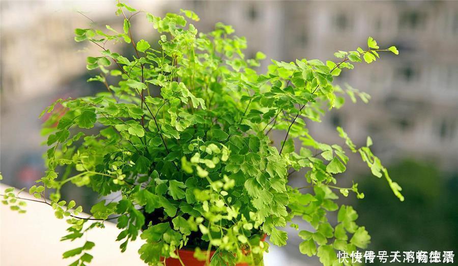 植物|适合卫生间生长的植物,推荐6种好养的给你,它们有什么特点呢?