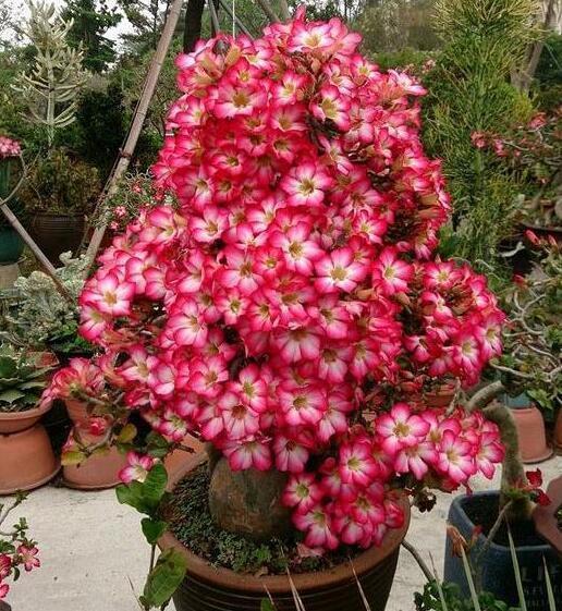 此种花一开就是一大盆，比月季还美，忘了浇水都能活！