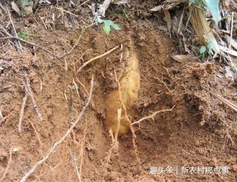 野菜|农村这种“长寿菜”，种一次每年都能吃，是一种非常好的野菜