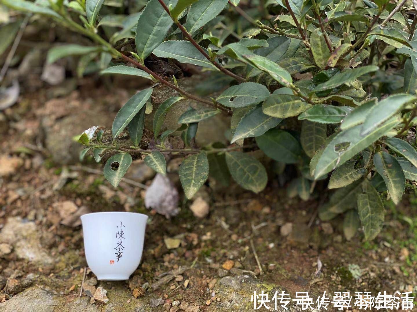 火香#白茶喝起来绿茶差不多,香气都一样?其实它们的香气有3大不同