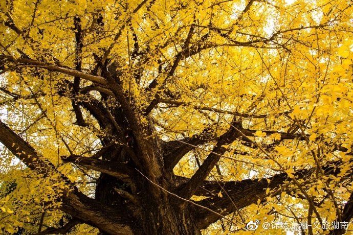银杏树|世界最古老银杏树遭雷劈后自愈