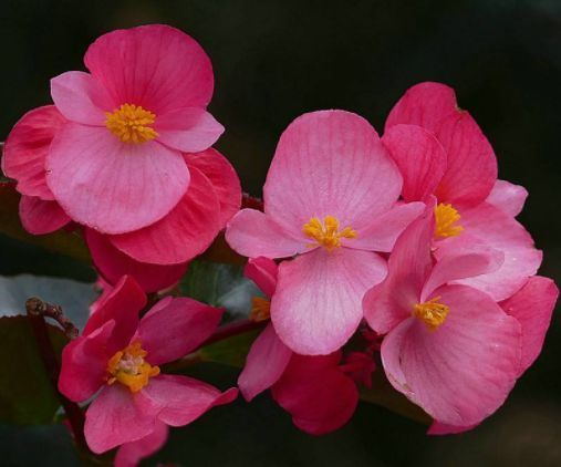 此款花草适合新手养,不怕晒,不怕热,繁花似锦,花美心情好!