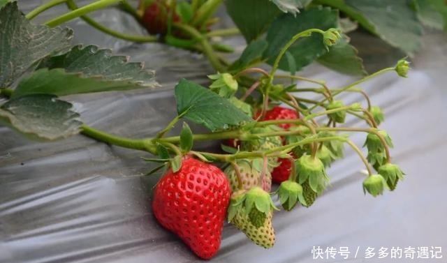 瓜果|瓜果飘香|太甜!如果凉山的冬天有味道,一定是草莓味的~