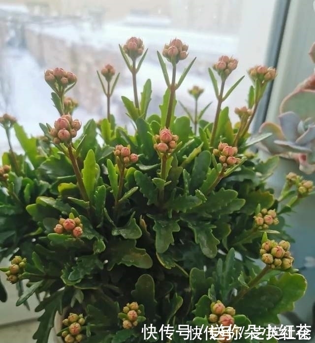 冬天如何使用“磷酸二氢钾”给长寿花促花?