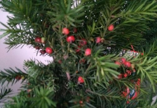 怪不得|怪不得老公把发财树扔了,现阳台流行种此花卉,香飘满屋更迷人