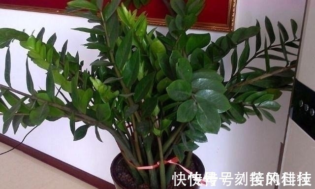 养活|这5棵“树”太贵了,偷偷摘一截枝条就养活了,不用花钱买啦!