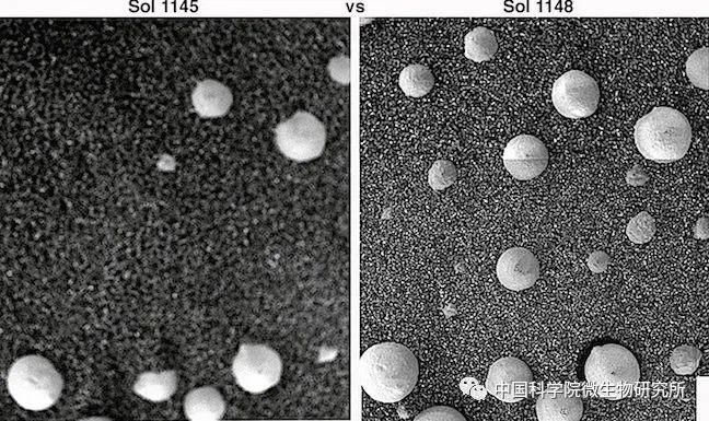 非生物 火星上存在真菌吗？
