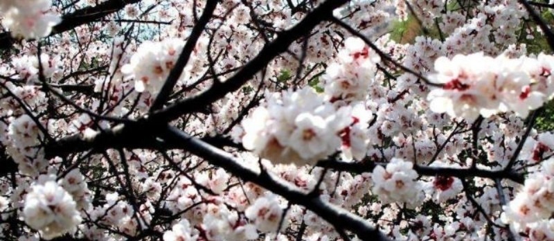 春日#秦观很有韵味的一首诗，苏轼读了都为之倾倒，不失为难得的佳作！