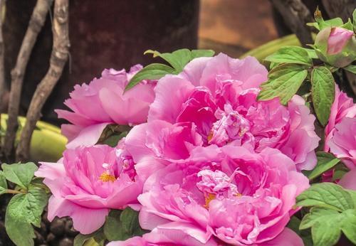 5种耐寒花,颜值高好养护,家里养一盆,过冬无压力!