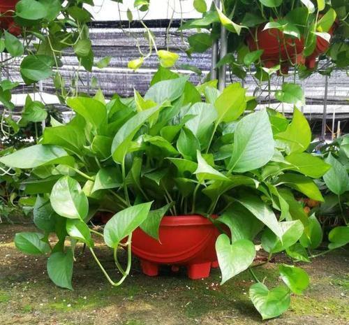 春天养花有“三忌”，及时避开才能枝繁叶茂，绽放层叠群花！