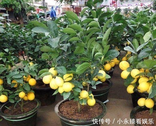 柠檬|空地别闲着了!这几种树再穷也要栽一棵,果子比蜜甜,好养活