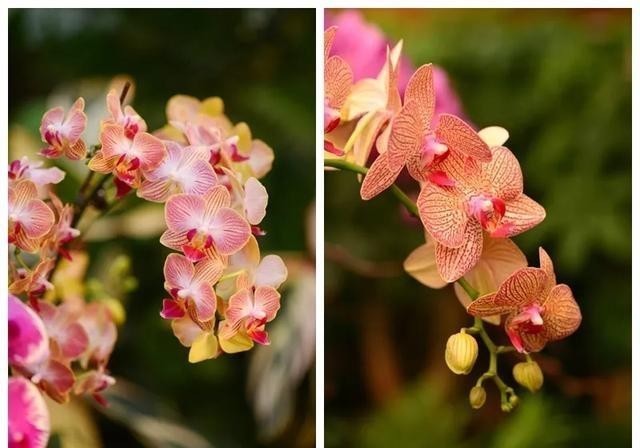 开花|蝴蝶兰难养不开花?教你我常用的4个“小窍门”,让它嗖嗖冒花苞