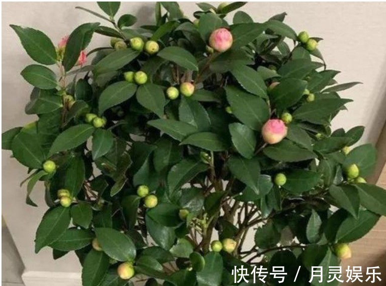 让“茶花”开花不断,1土壤2光照3施肥,关键点学会,1连开几个月