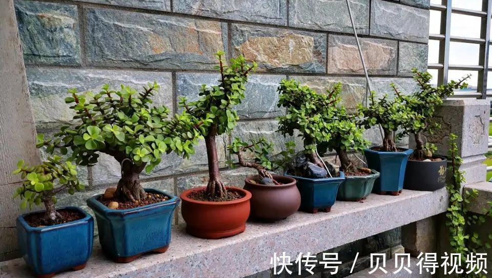 金枝玉叶的叶子总是哗哗的掉,因它这6怕,要注意避免