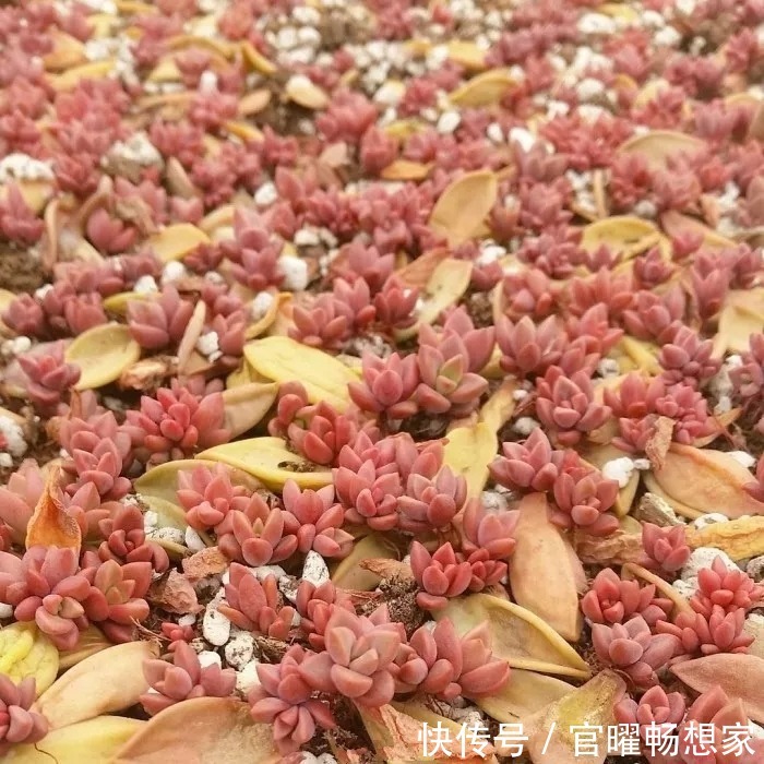 指甲盖大小的多肉你见过吗自己在家就能养出来,可爱到心颤!