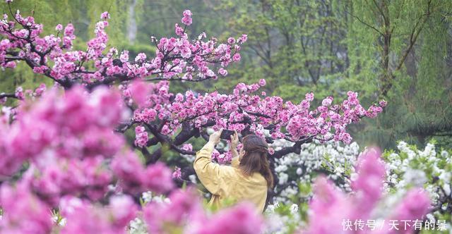 春雨碧桃花别样妖娆