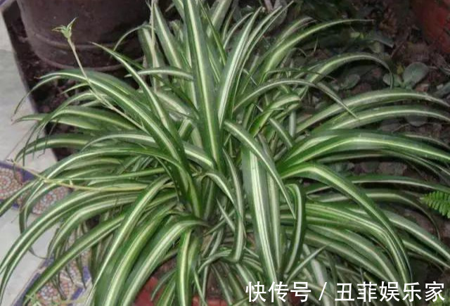 这3种吊兰千万别这么养,不然疯长爆芽,控制不住!