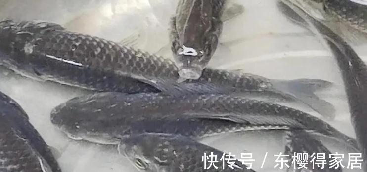 鲫鱼|这个菜,73岁的外公隔三岔五吃一回,满面红光,肠胃越来越好了