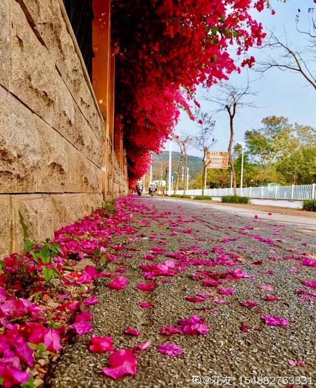 扦插|三角梅的养护大全摘光叶子，少浇水，使劲晒，开花爆满盆