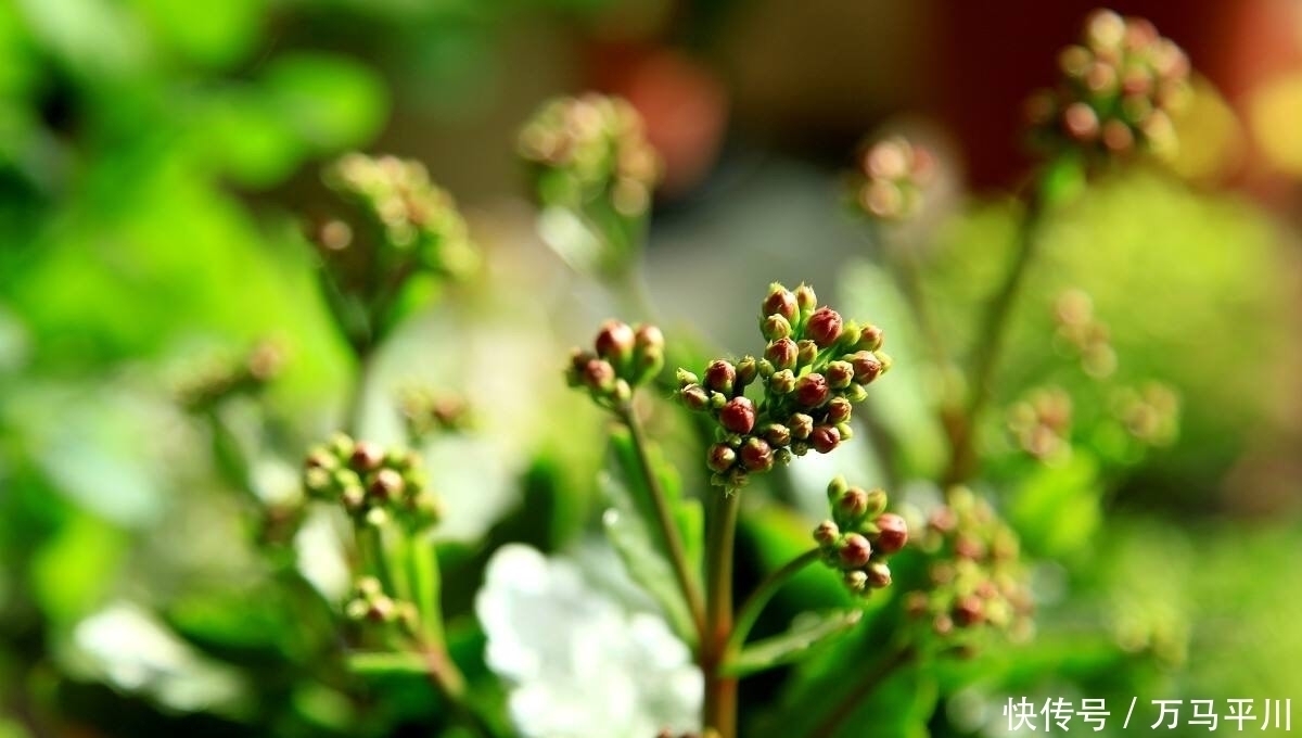 花苞|长寿花没花苞,用“两方法”,花苞越来越多,冬季“开爆花”